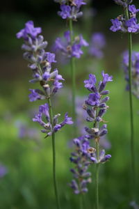 Close-up of purple flowering plants