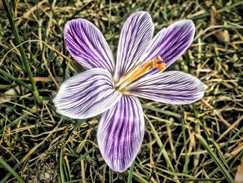 Close-up of purple flowers blooming in field