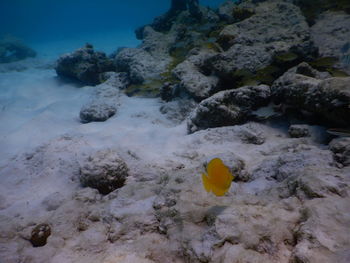 View of coral in sea