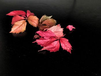 Close-up of red flowering plant against black background