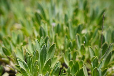 Close-up of crops growing on field