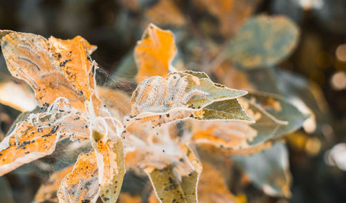 Close-up of dry leaves during autumn