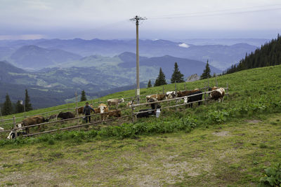 Cows grazing on field against mountains