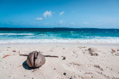 Driftwood on beach against sky