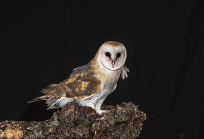 Close-up of owl perching on wood against black background