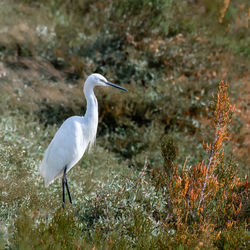 Bird perching on a rock