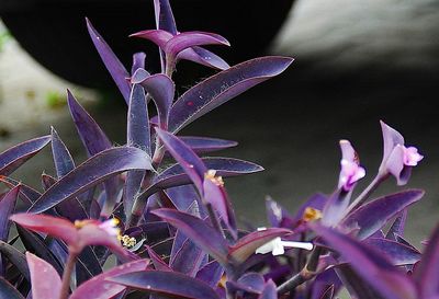 Close-up of pink flowers