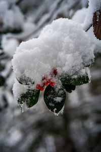Close-up of snow covered plant