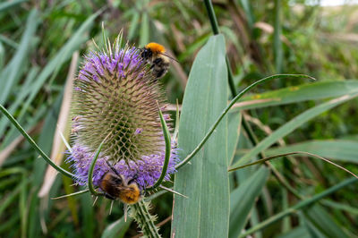 Close-up of purple thistle flower