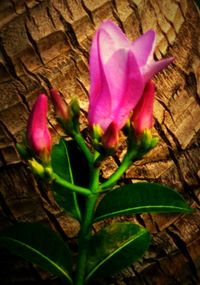 Close-up of pink flower