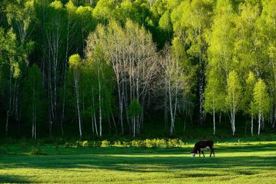 Livestock foraging in front of the beautiful birch forest in spring in hemu village, xinjiang