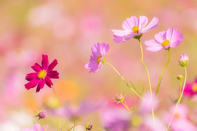 Close-up of pink flowering plants