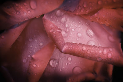 Full frame shot of wet flower