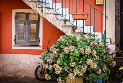 Potted plant against window of building