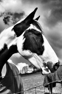 Close-up of a horse