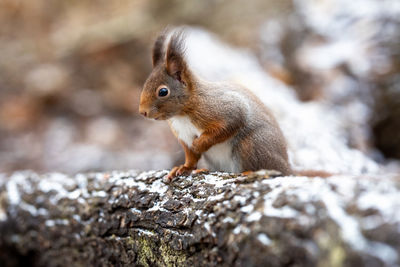 Squirrel in winter with snow 