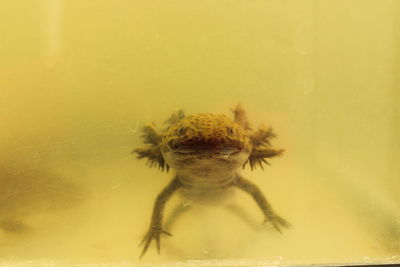 Axolotl swimming in tank