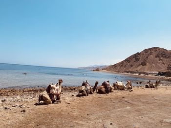 Camels lay down at sea beach, coast, tired animals at dahab, egypt