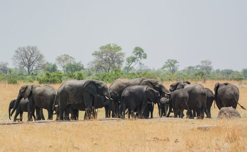 Elephants walking on field
