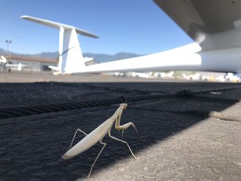 wing
