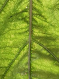 Full frame shot of wet tree in forest
