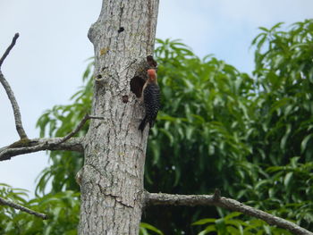 Low angle view of bird perching on tree against sky