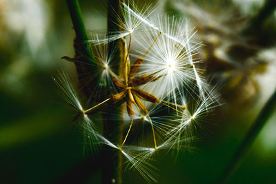 Close-up of dandelion on plant