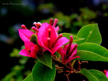 Close-up of pink flower blooming outdoors