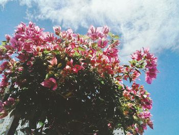 Low angle view of pink flowers against sky