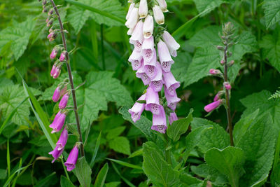 Close-up of pink flowering plant