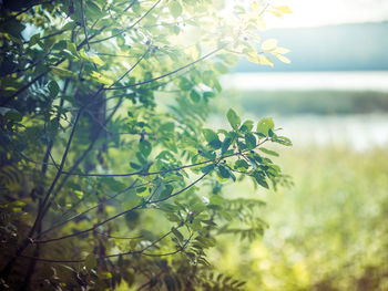 Close-up of plants against blurred background