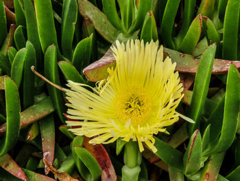 Close-up of yellow flower growing outdoors