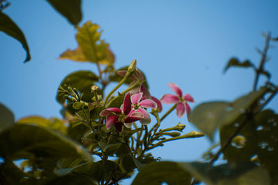 Close-up of pink flowering plant against sky