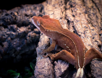 Close-up of lizard on tree trunk