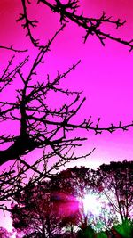 Low angle view of flower tree against sky