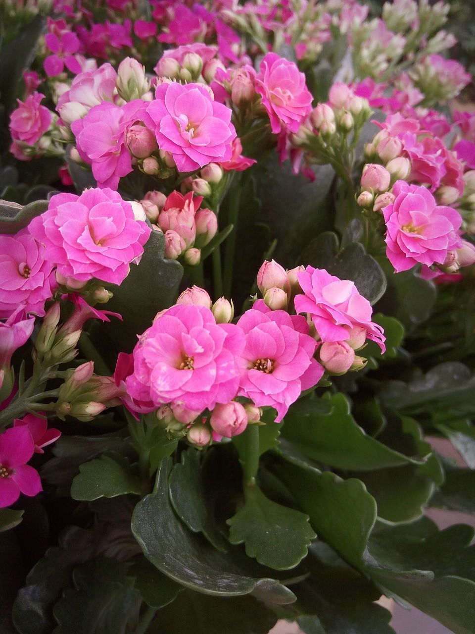 CLOSE UP OF PINK ROSE FLOWERS