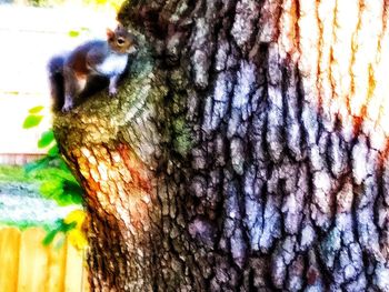 Close-up of bird on tree trunk