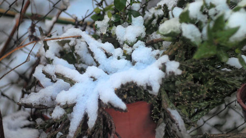 Close-up of snow covered tree