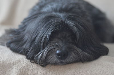 Close-up of black dog relaxing