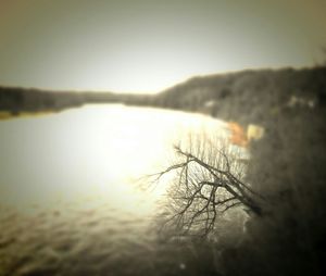 Reflection of trees in water