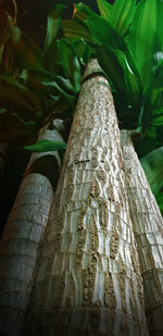 Close-up of tree trunk in forest