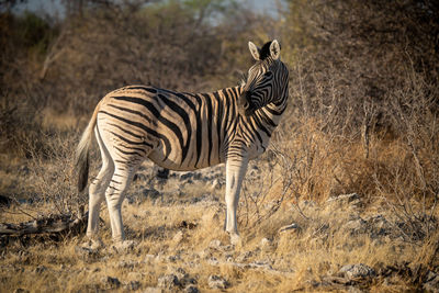 Plains zebra stands near bushes turning head