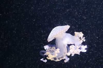 Close-up of jellyfish in sea