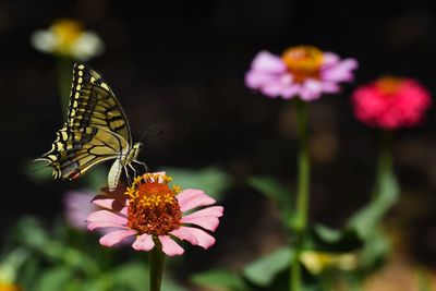 Close-up of butterfly pollinating on daisy