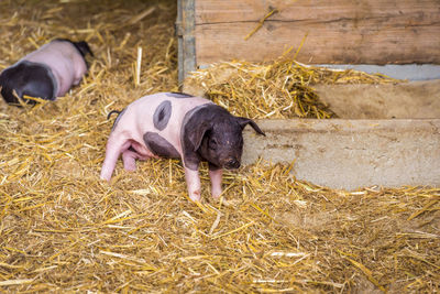 Pigs at farm