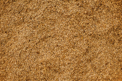 Malted wheat grain texture. rich harvest concept. grains close-up.