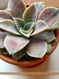 Close-up of succulent plant on table