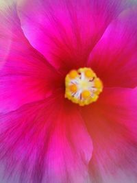 Close-up of pink flower