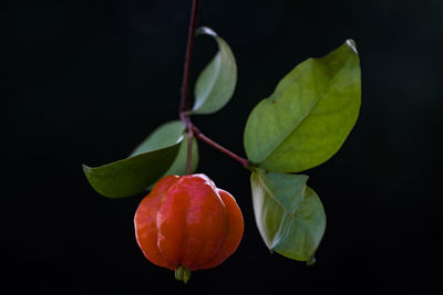 Close-up of fruits against black background