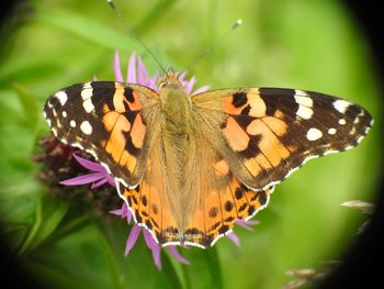 Close-up of butterfly pollinating on purple flower